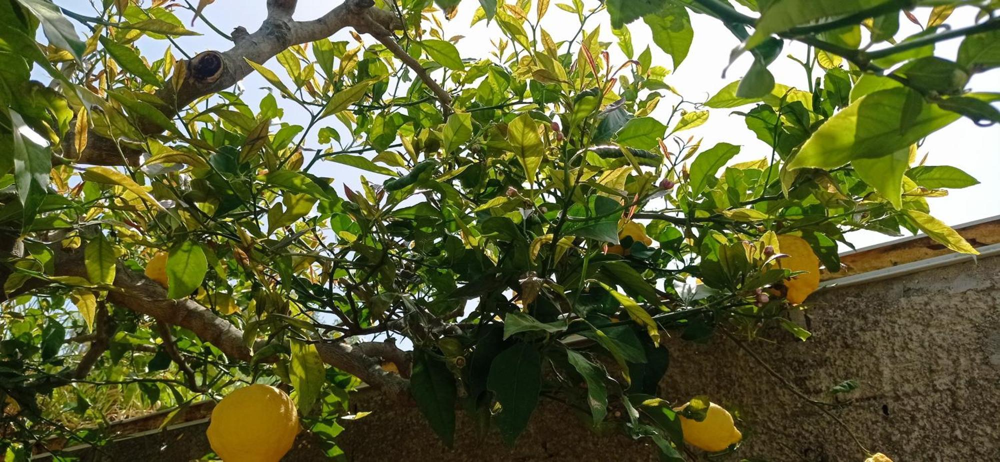 La Pica Marina Anacapri公寓 外观 照片